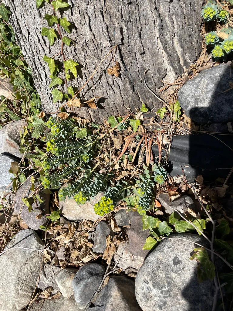 Euphorbia Myrsinites