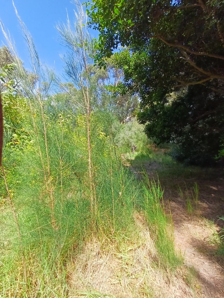 Casuarina Cunninghamiana