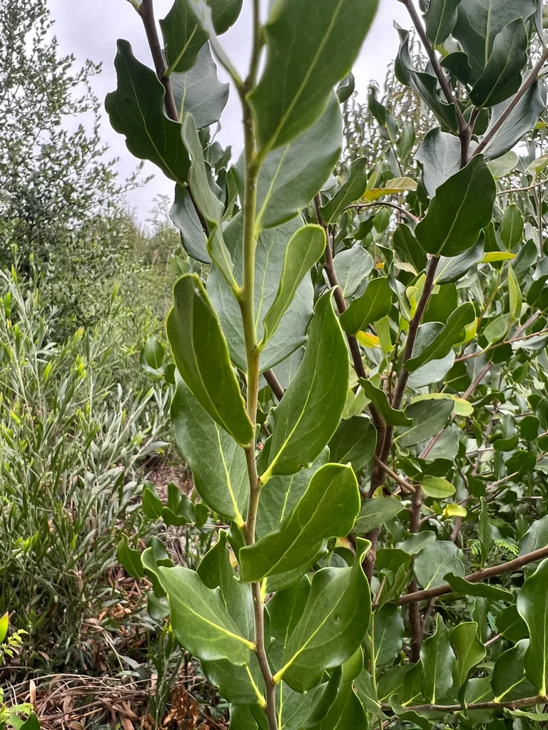 Quillaja Saponaria