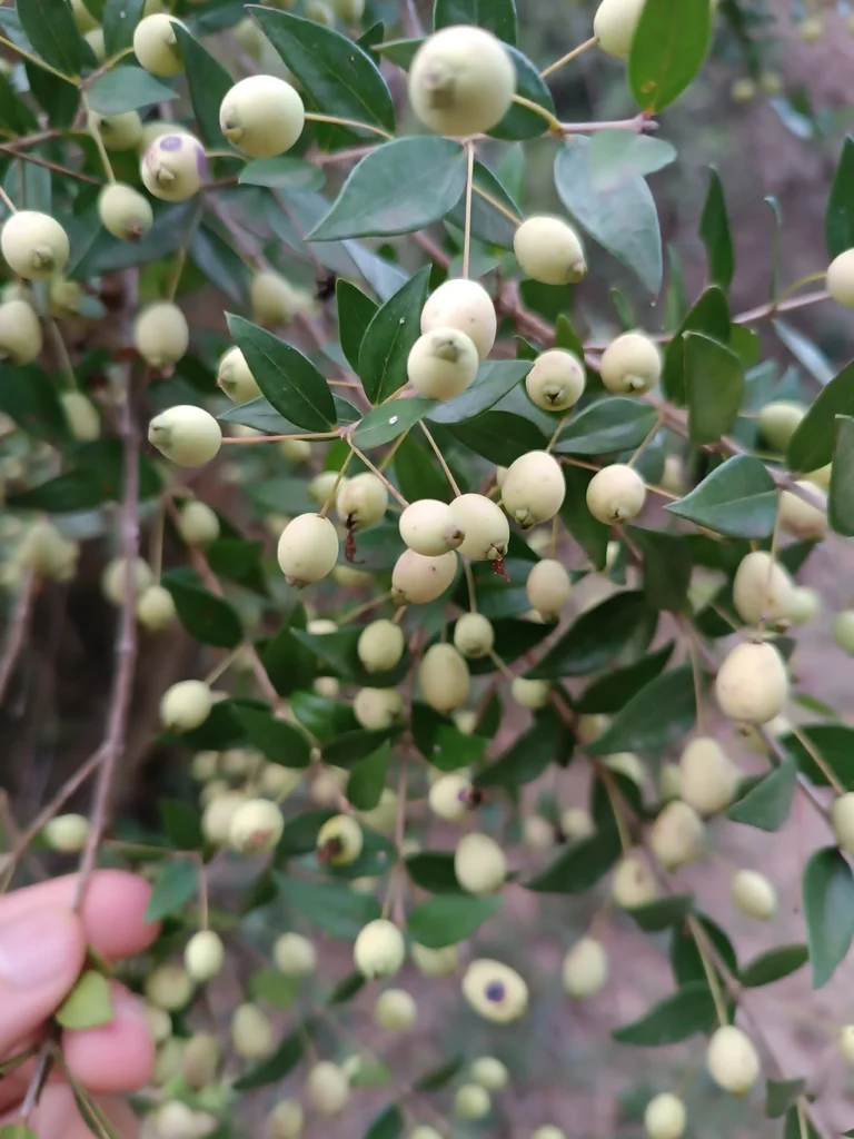 Myrtus Communis