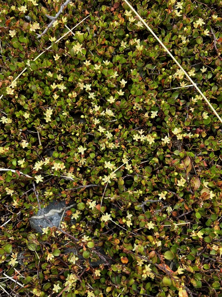 Muehlenbeckia axillaris