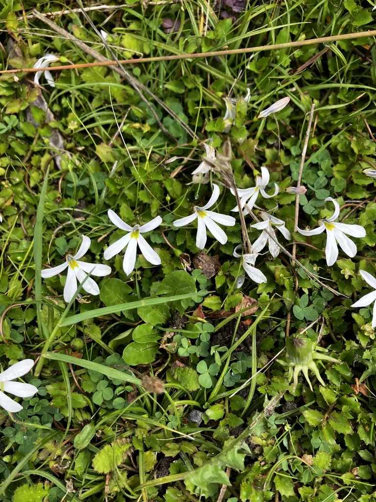 Pratia Angulata