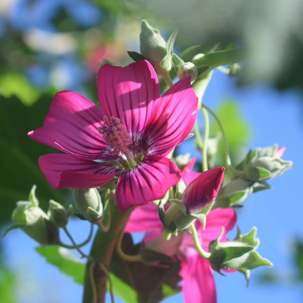 Lavatera Assurgentiflora