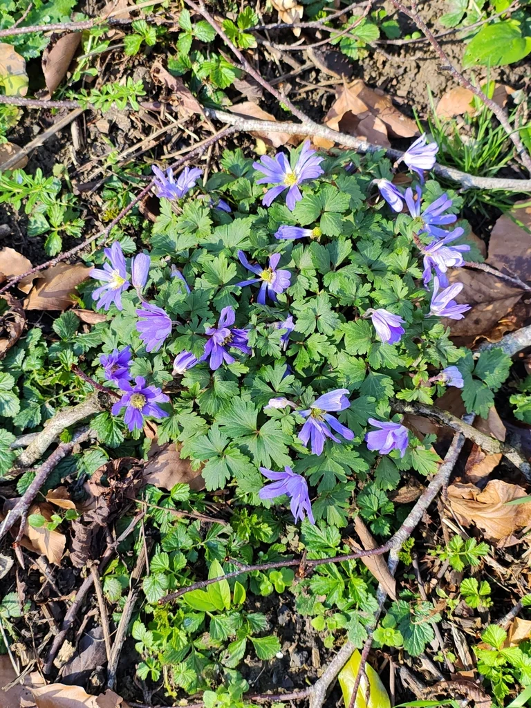 Anemone Blanda