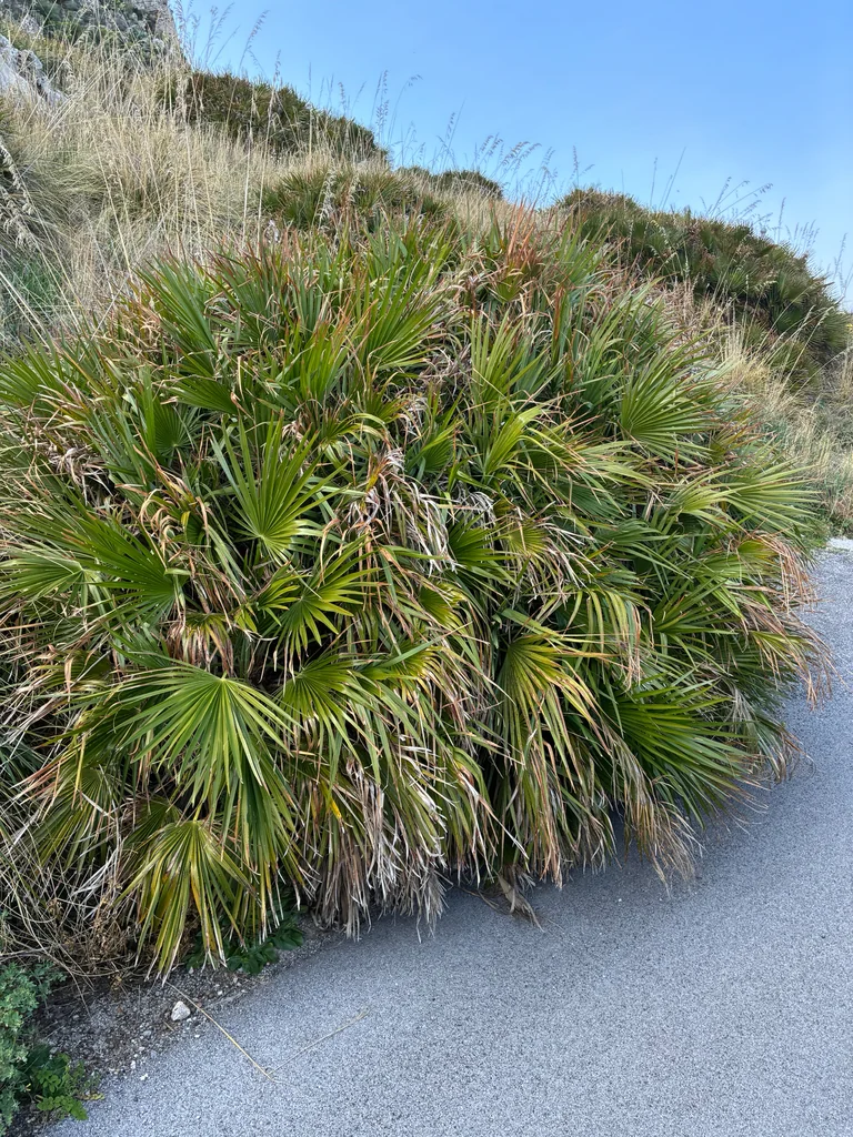 Chamaerops Humilis
