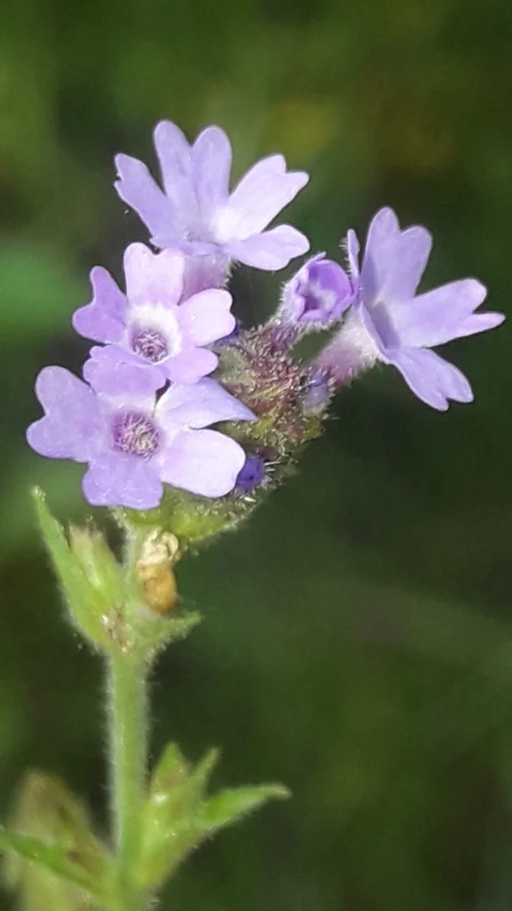 Verbena Rigida