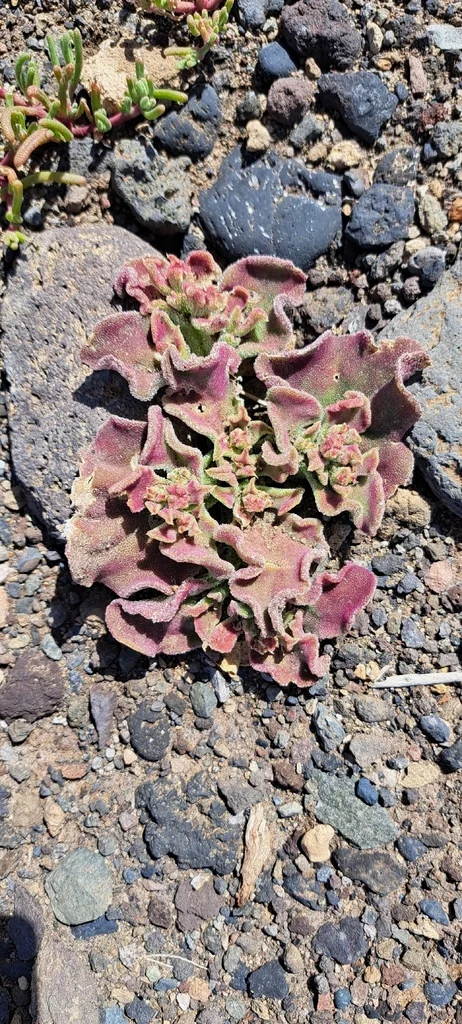 Mesembryanthemum Crystallinum