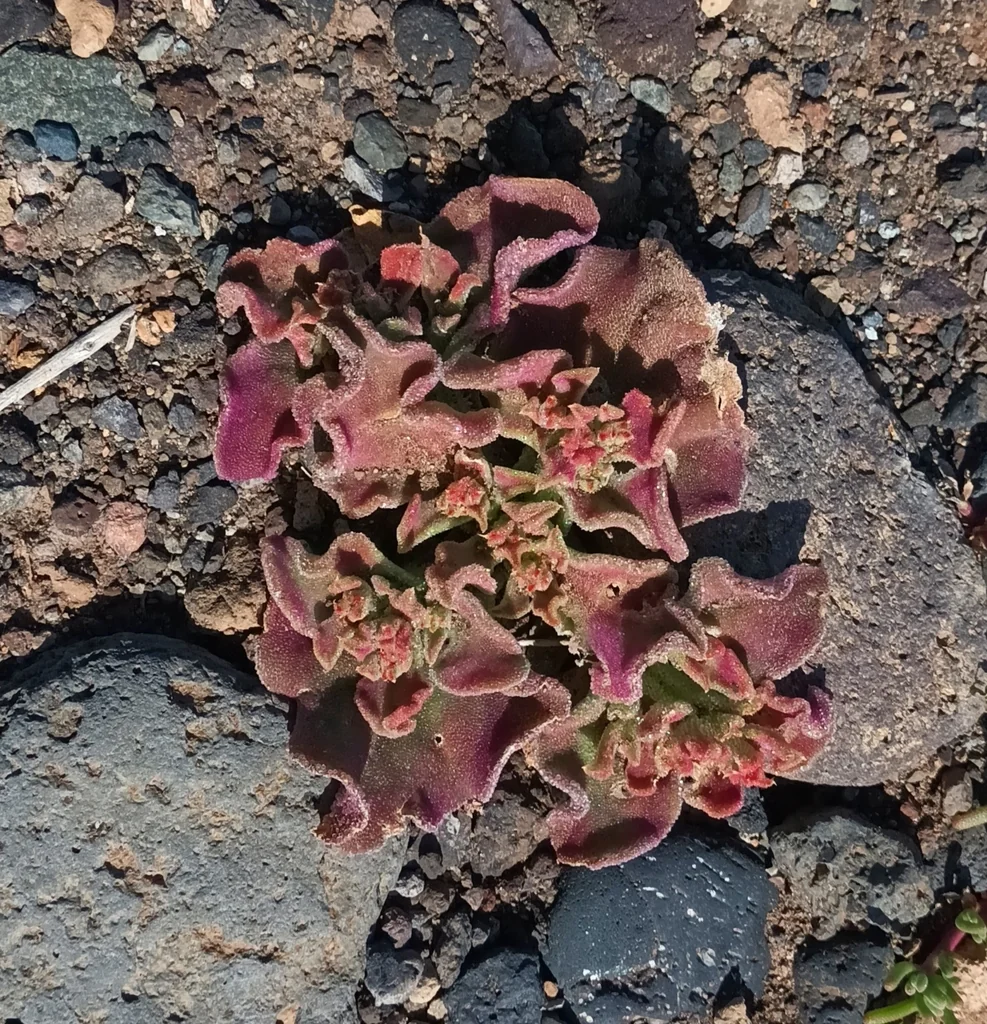 Mesembryanthemum Crystallinum
