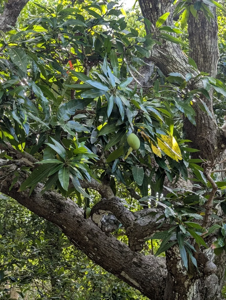 Mangifera indica