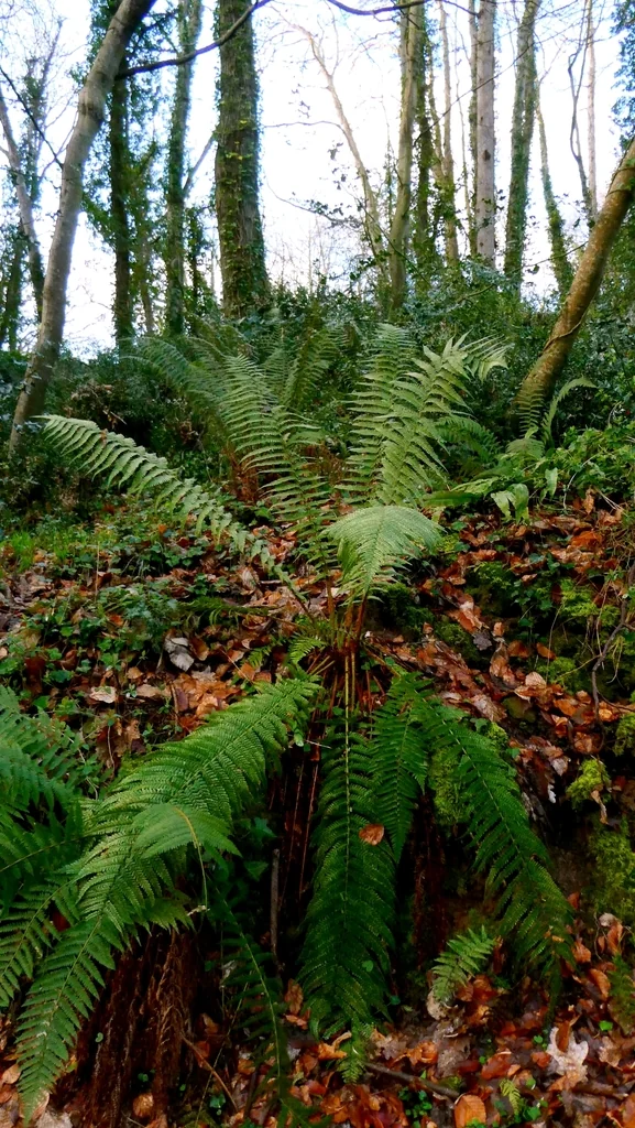 Dryopteris Affinis
