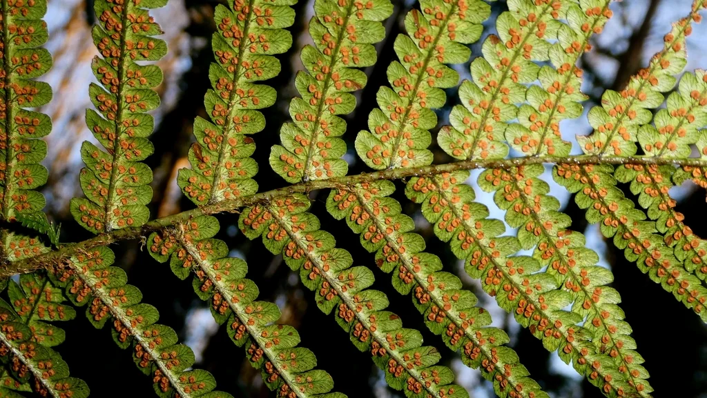 Dryopteris Affinis