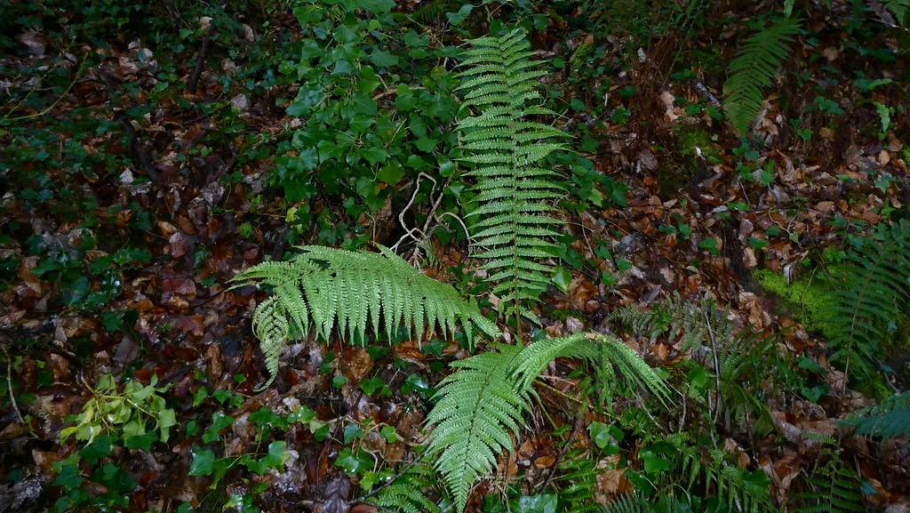 Dryopteris Affinis