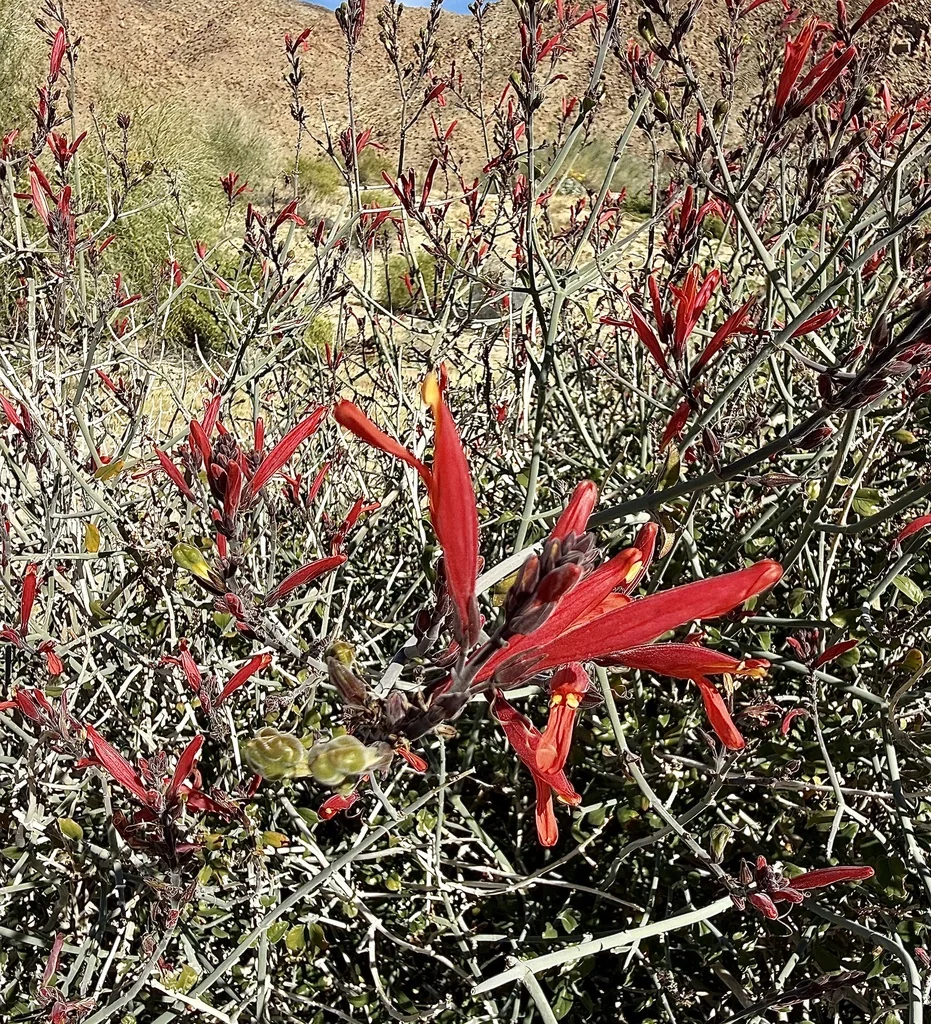 Justicia Californica