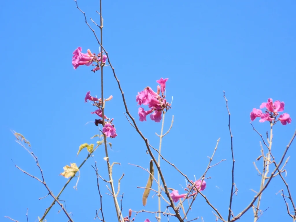 Tabebuia Impetiginosa