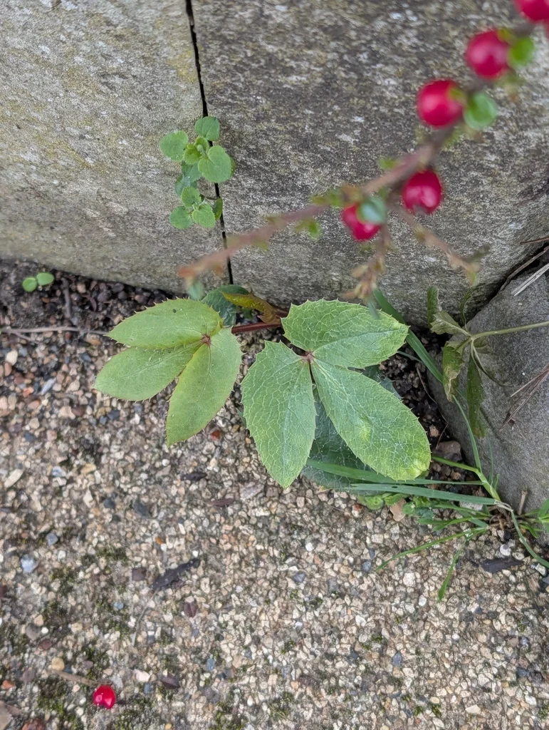 Helleborus Argutifolius