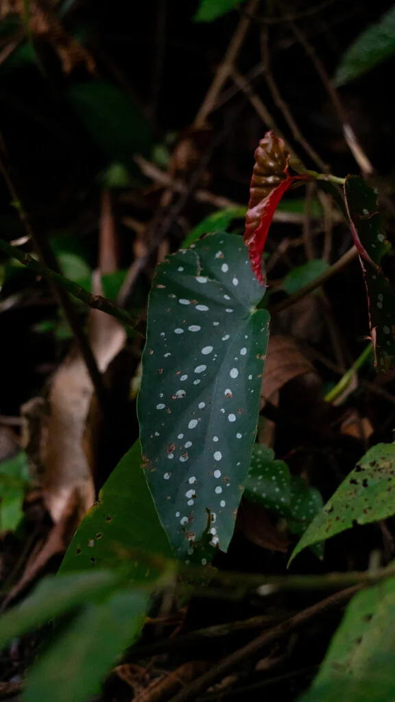 Begonia maculata