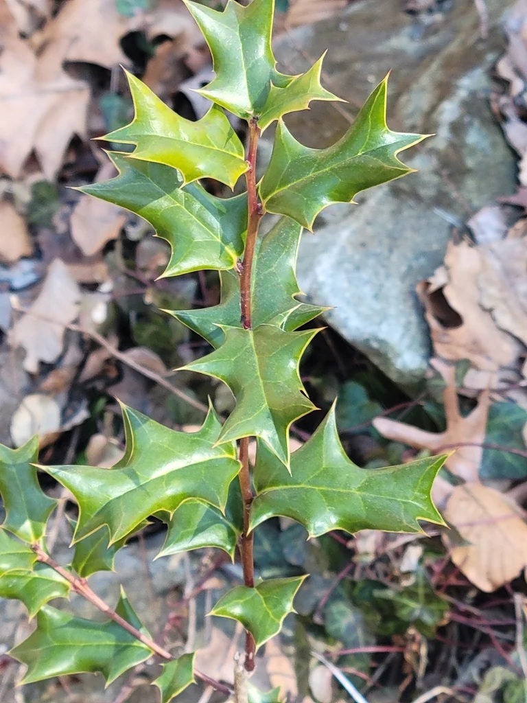 Ilex Cornuta
