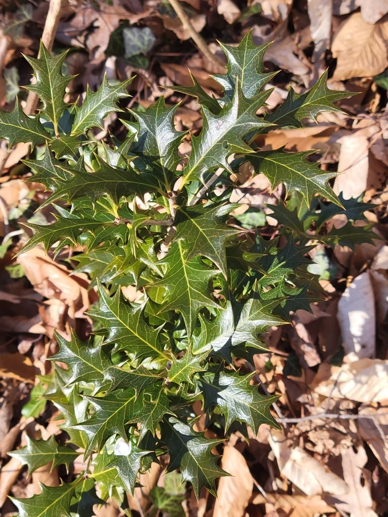 Osmanthus Heterophyllus