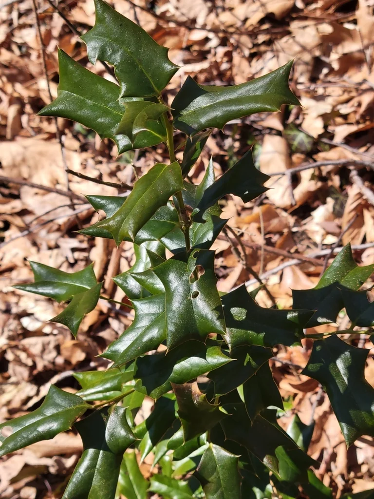 Ilex Cornuta