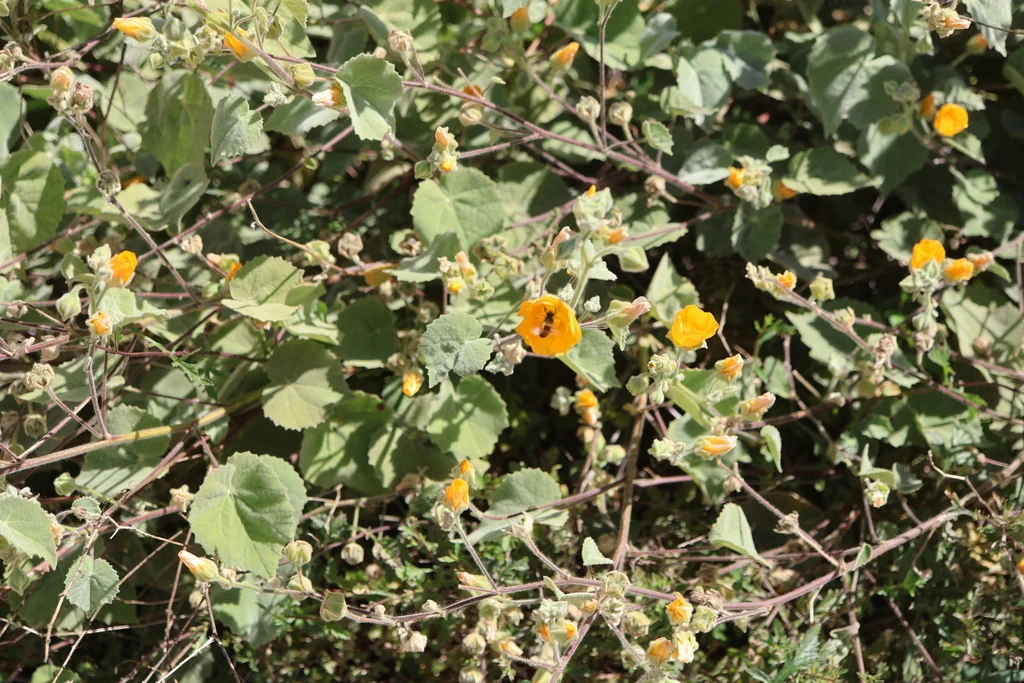 Abutilon Palmeri