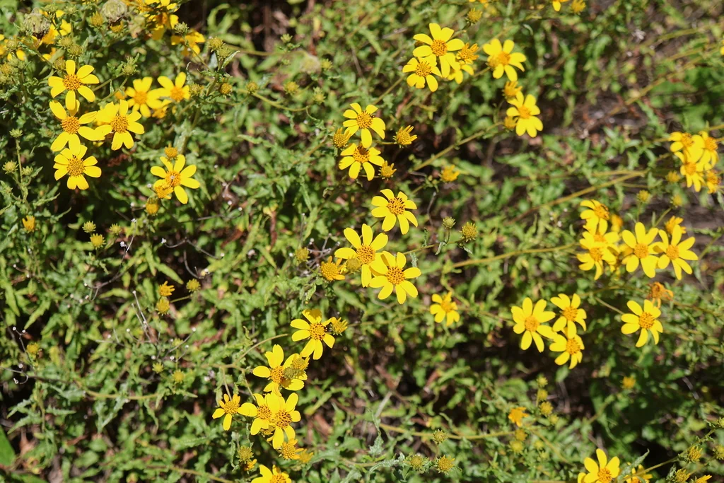 Bahiopsis Laciniata