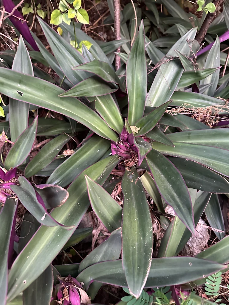 Tradescantia Spathacea