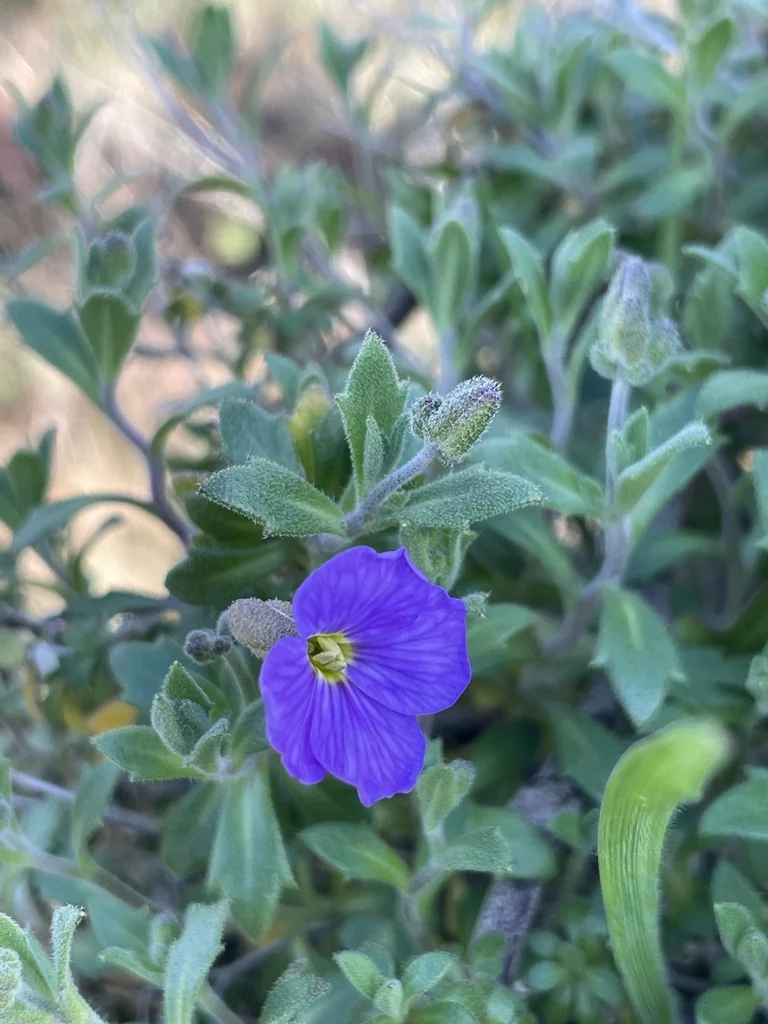 Aubrieta Deltoidea