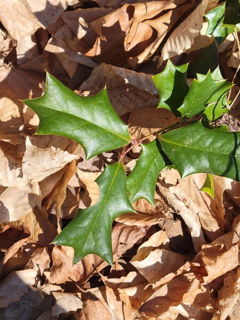 Ilex Cornuta