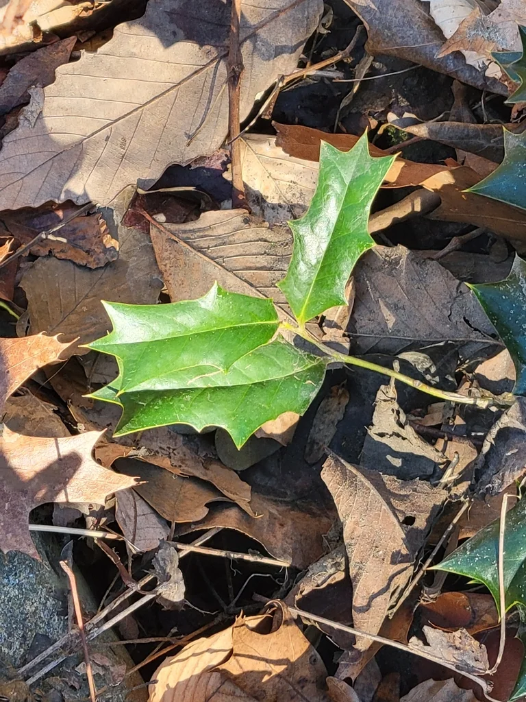 Ilex Cornuta