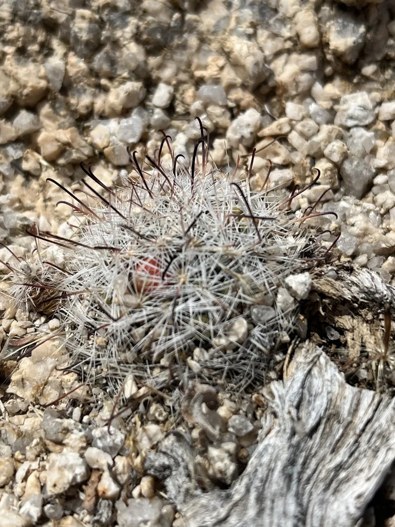 Mammillaria Tetrancistra