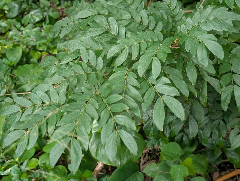 Calliandra Haematocephala