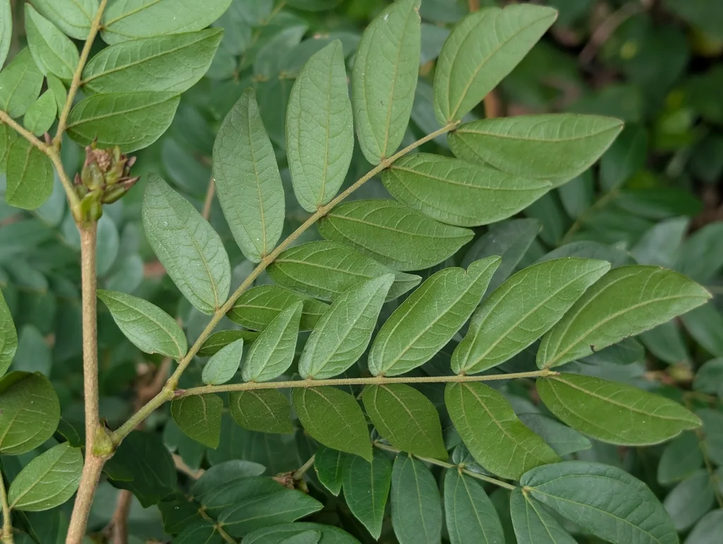 Calliandra Haematocephala