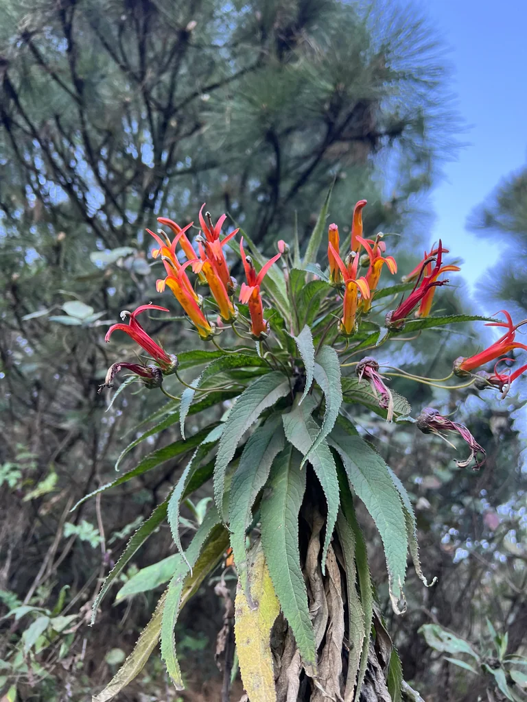 Lobelia Laxiflora