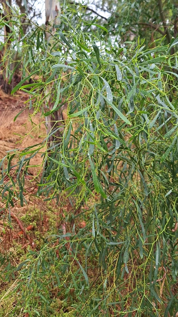 Acacia Salicina