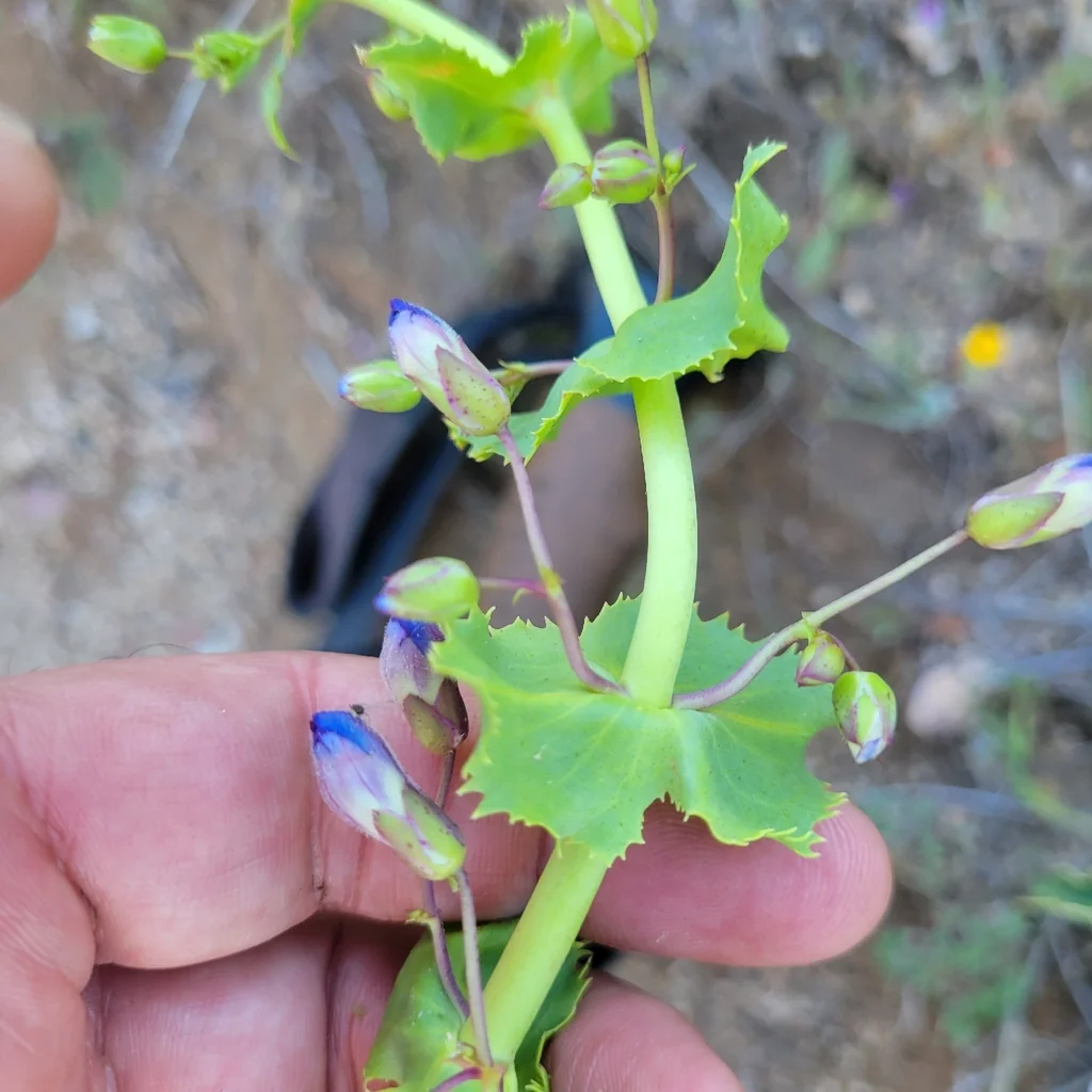 Penstemon Spectabilis