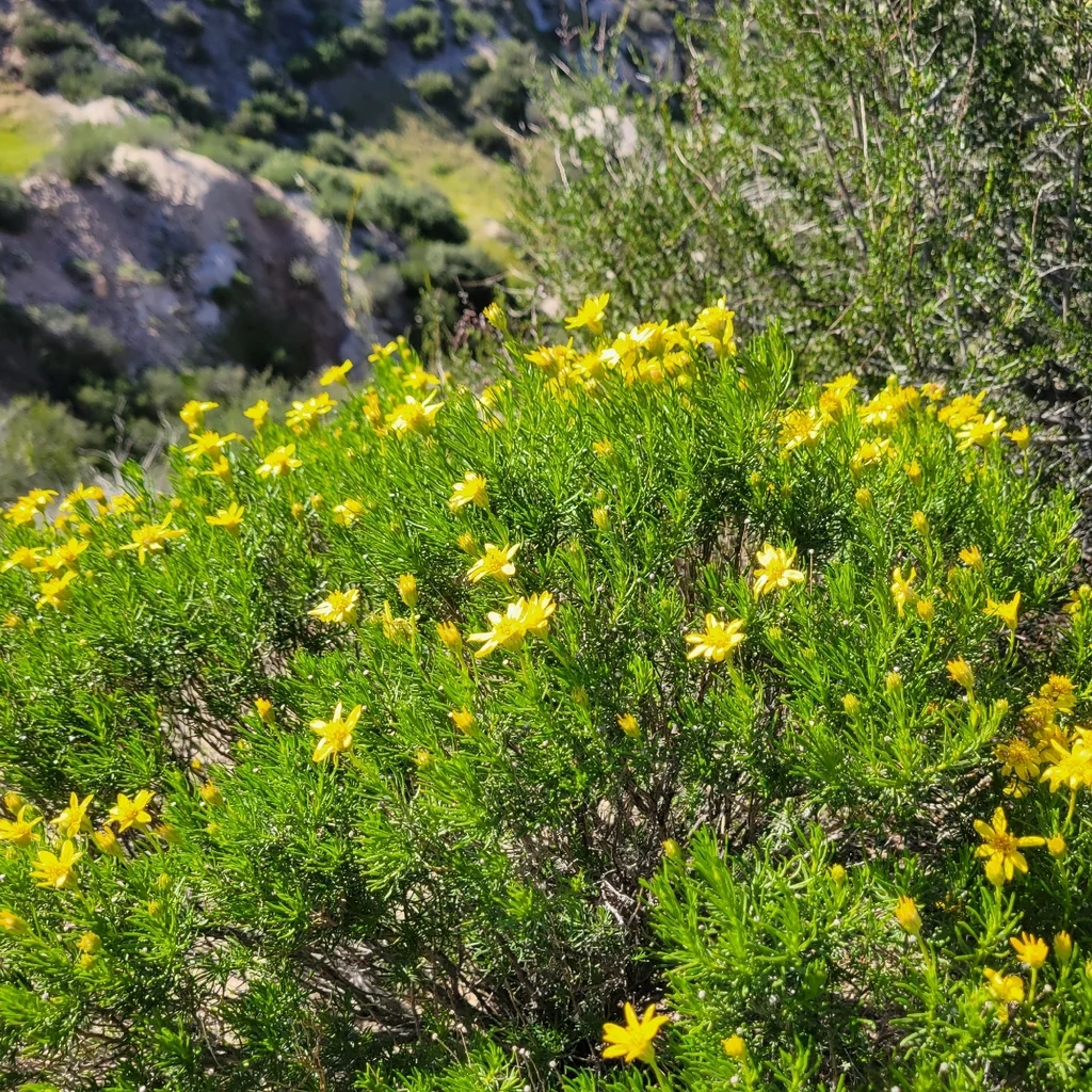 Ericameria Linearifolia
