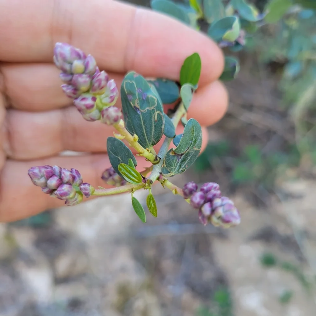 Ceanothus Leucodermis