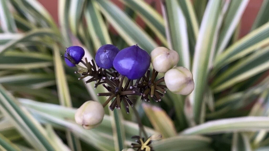 Dianella Ensifolia