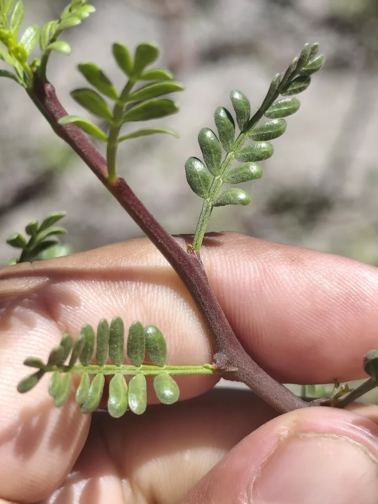 Bursera Microphylla