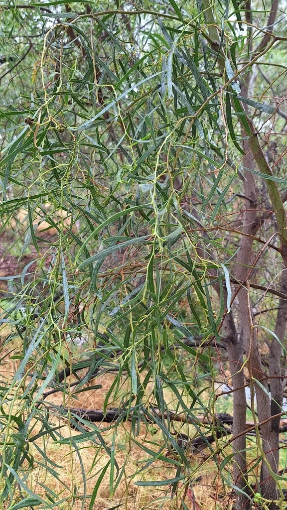 Acacia Salicina