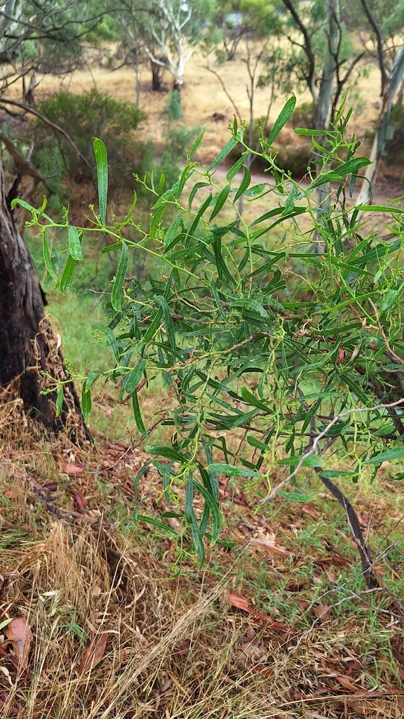 Acacia Salicina