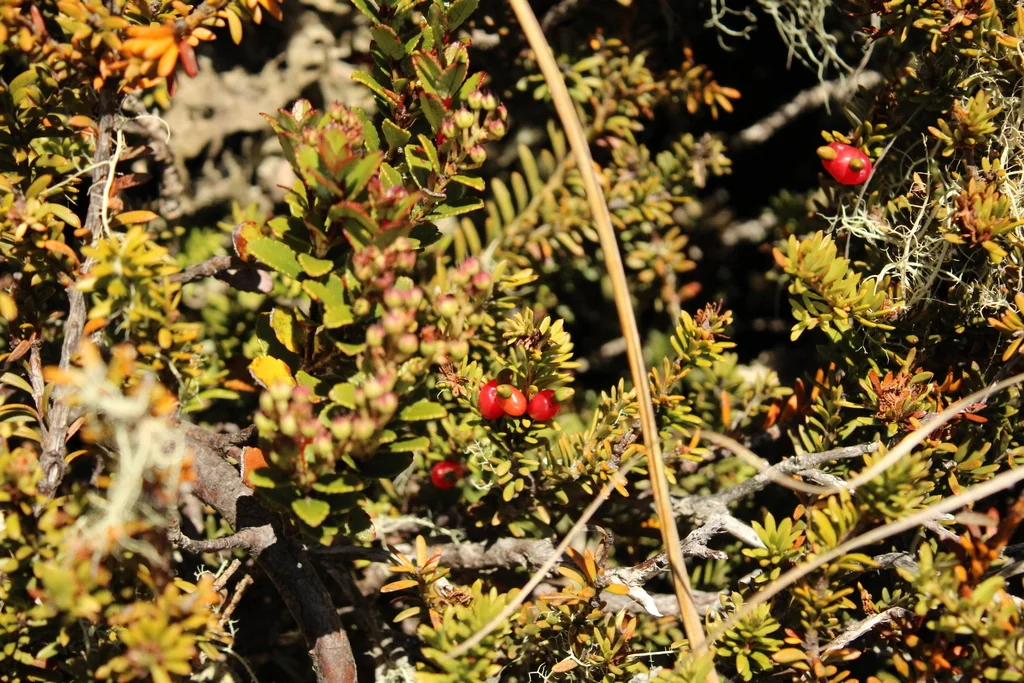 Podocarpus Nivalis