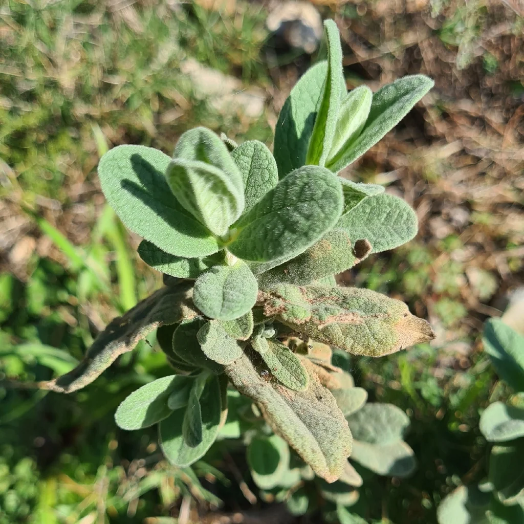 Cistus Albidus