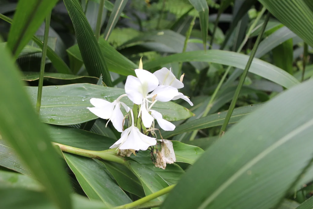 Hedychium Coronarium