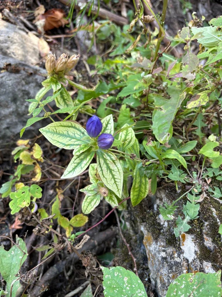 Gentiana Andrewsii