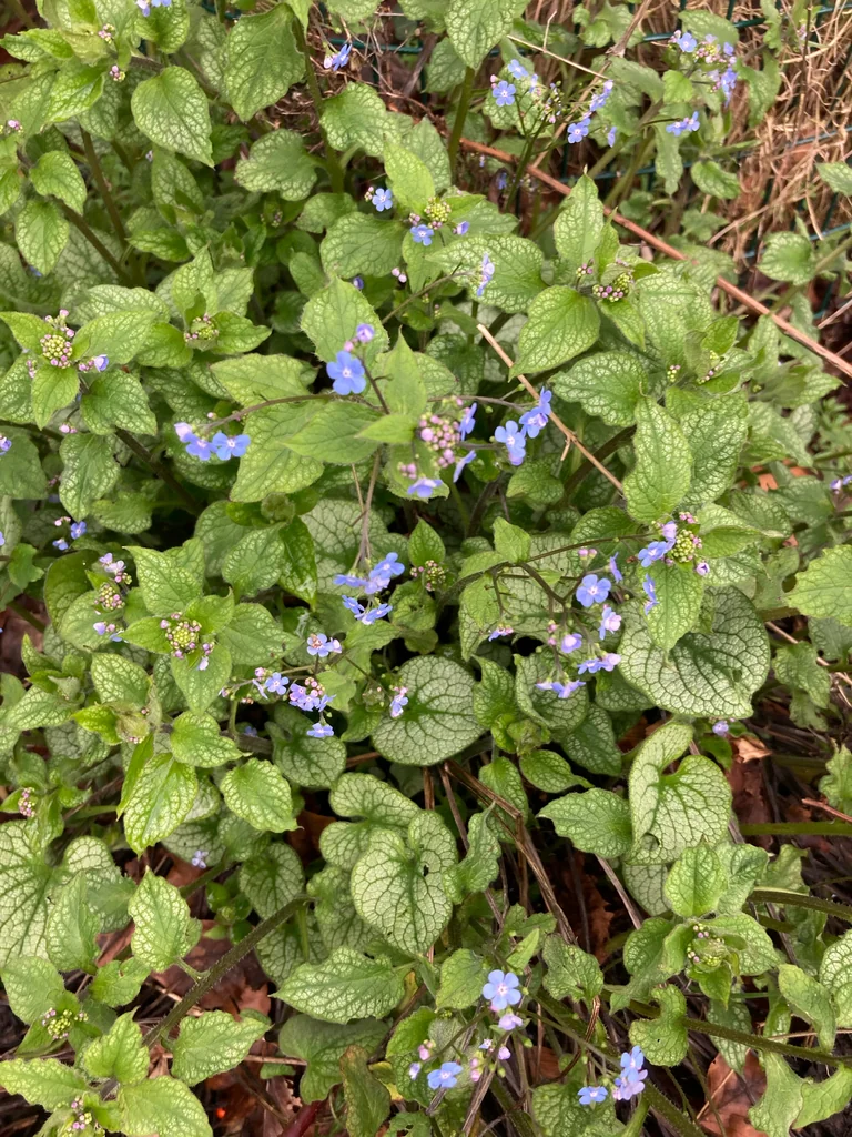 Brunnera macrophylla
