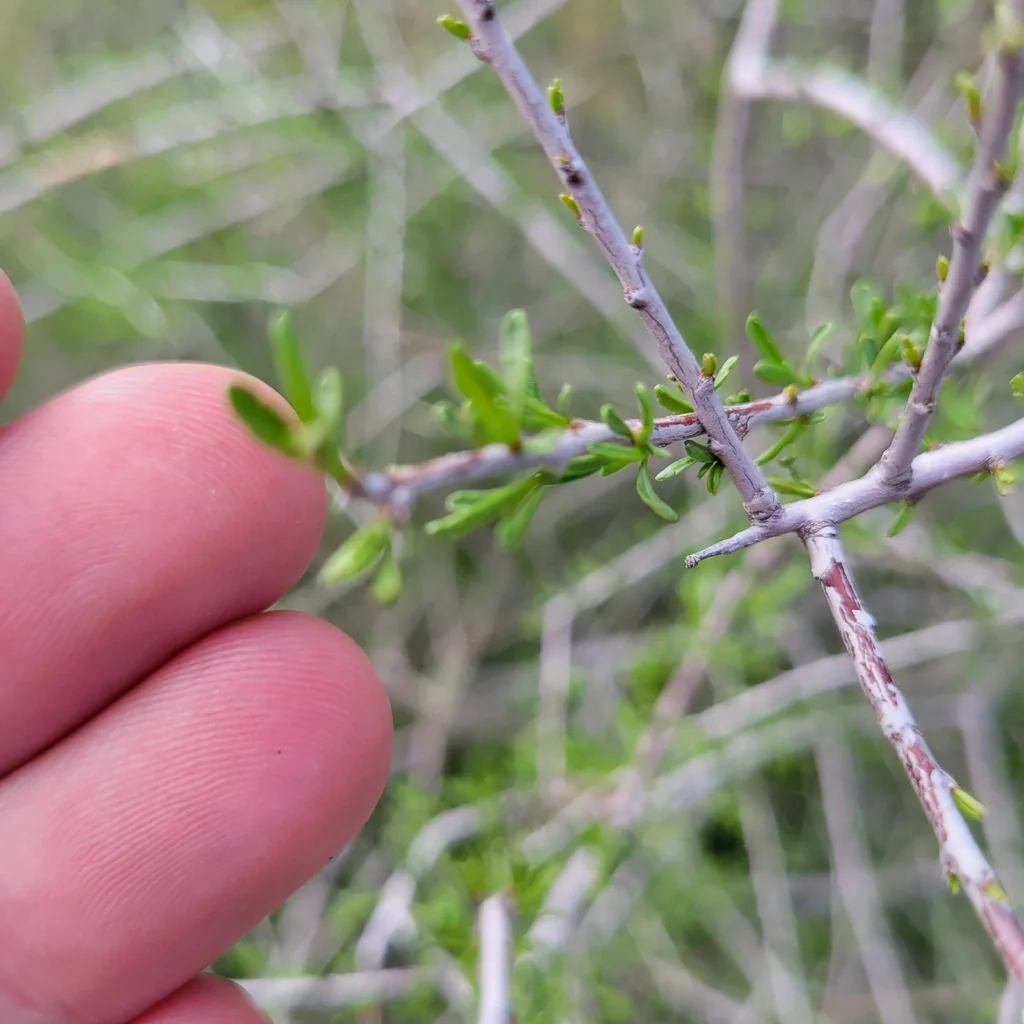 Prunus Fasciculata