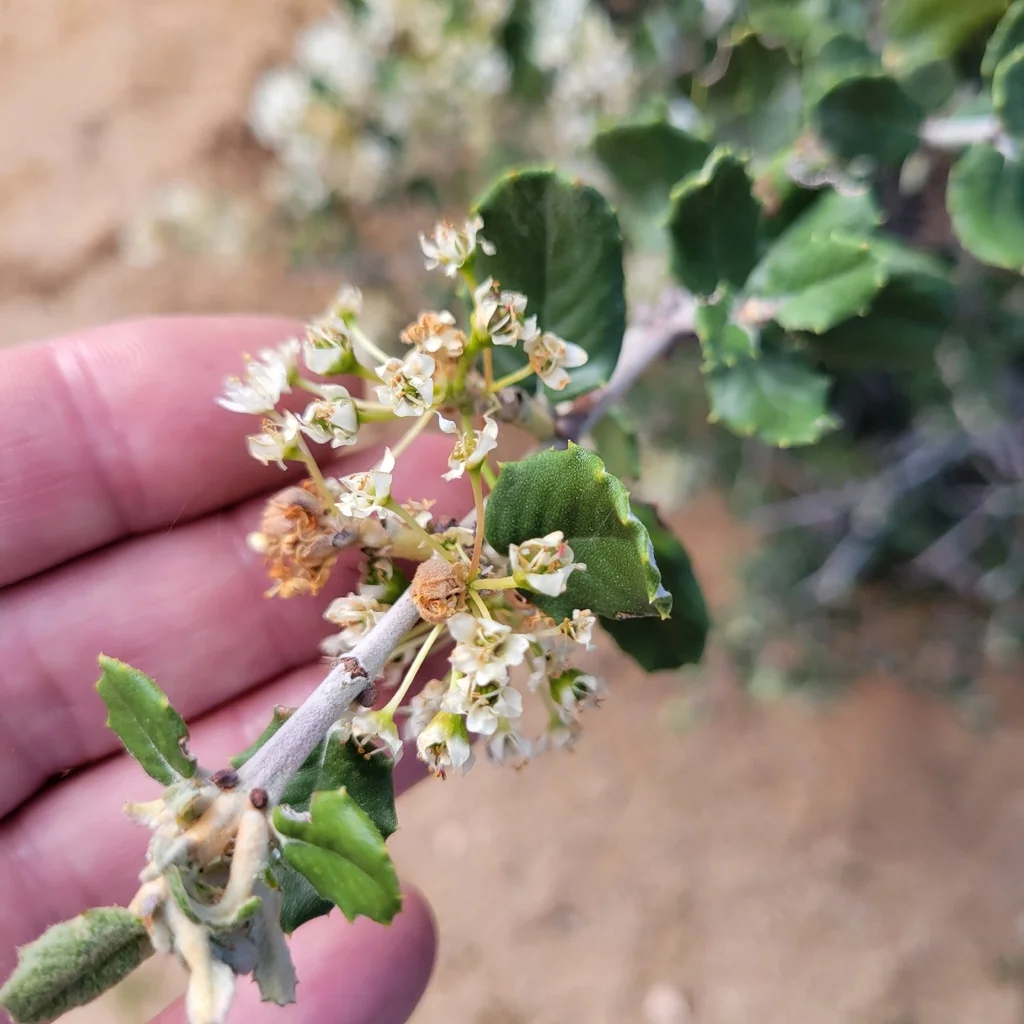Ceanothus Crassifolius