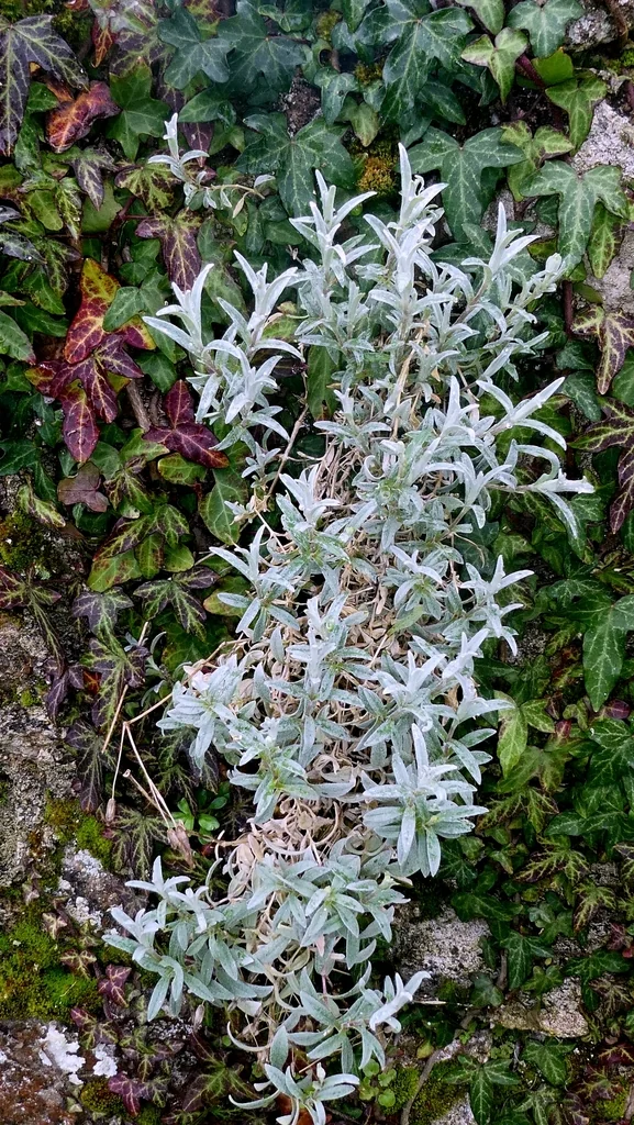 Cerastium tomentosum