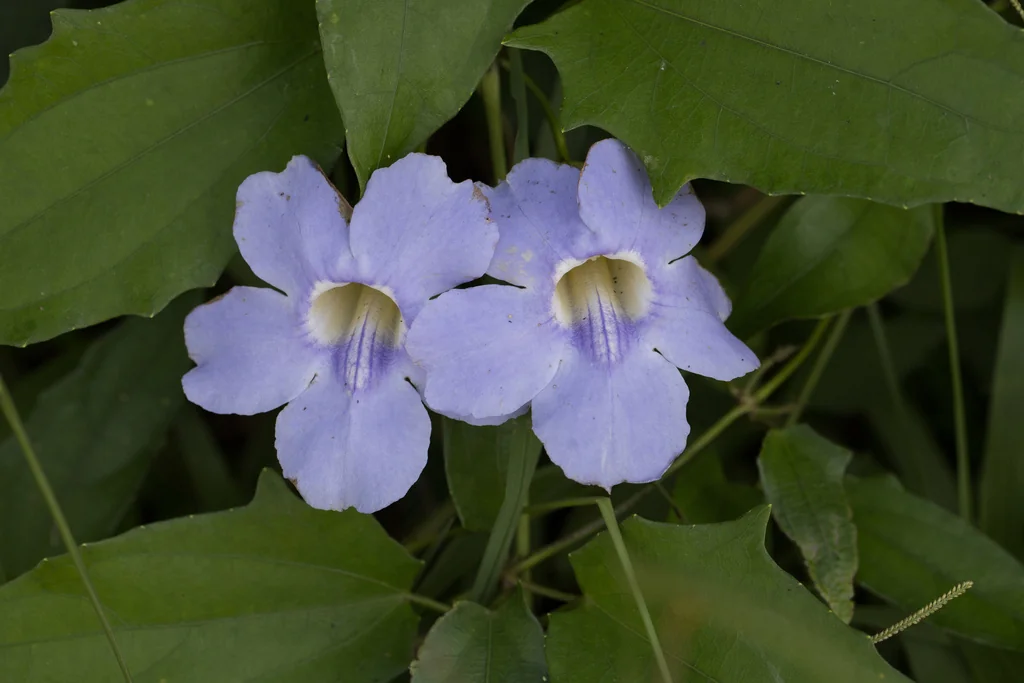 Thunbergia Grandiflora